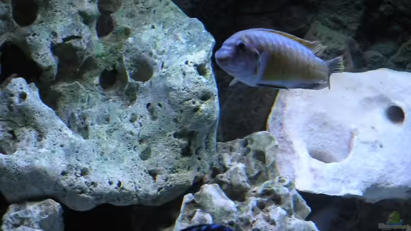 Einrichtungsbeispiele für ein Aquarium mit Labeotropheus trewavasae (Schabemaulbuntbarsch)