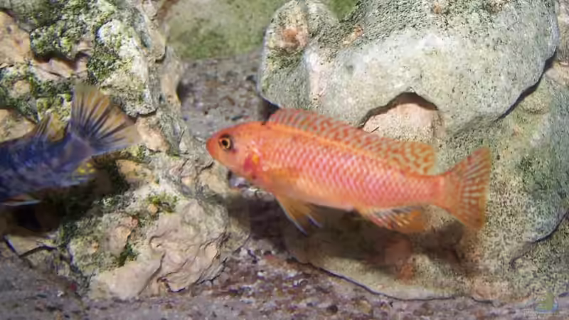 Einrichtungsbeispiele für ein Aquarium mit Labeotropheus trewavasae (Schabemaulbuntbarsch)
