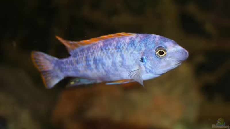 Labeotropheus trewavasae thumbi west OB-Morph Männchen von Maik83 (7)