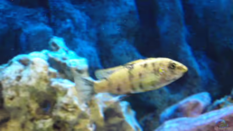 Labeotropheus trewavasae thumbi west OB Weibchen von MF80 (30)