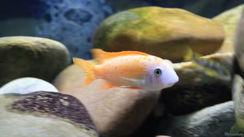 Labeotropheus trewavasae Thumbi West weibchen von tolschy (8)