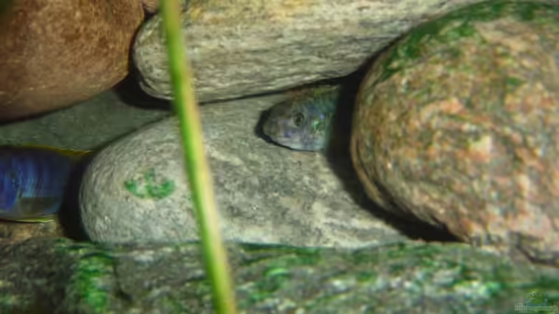 Labeotropheus trewavasae von Jochen Horn (13)