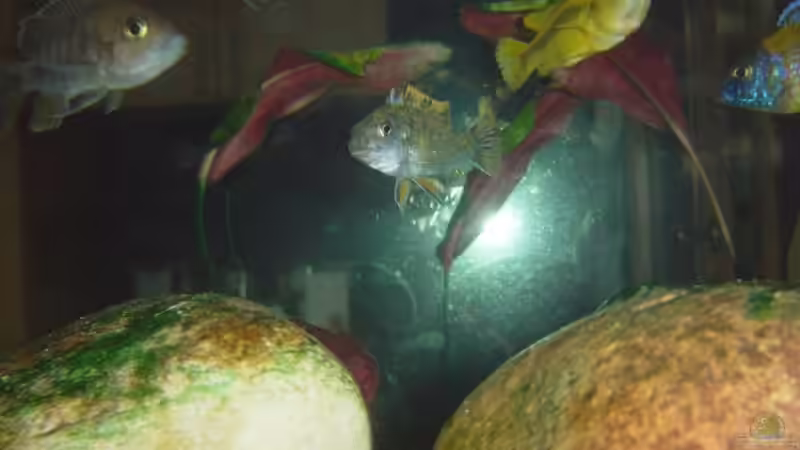 Labeotropheus trewavasae von Jochen Horn (14)