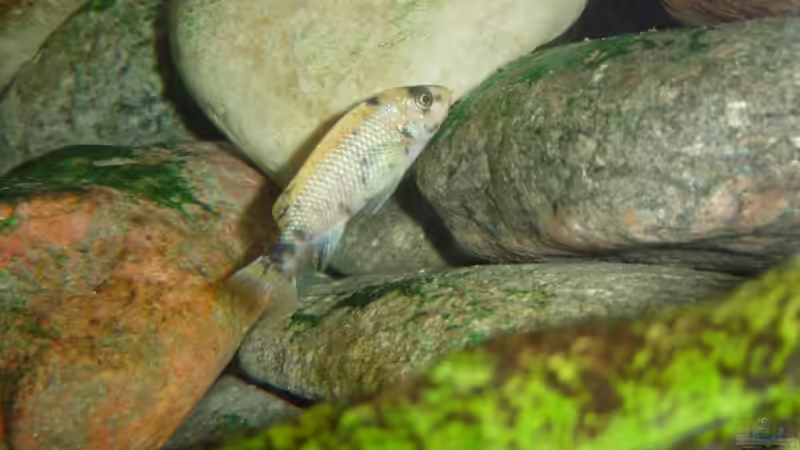 Labeotropheus trewavasae von Jochen Horn (15)