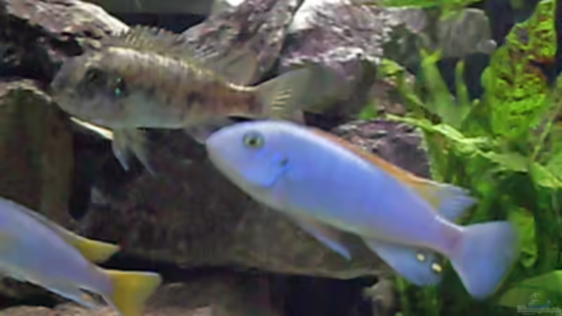 Labeotropheus trewavasae von Mats (50)