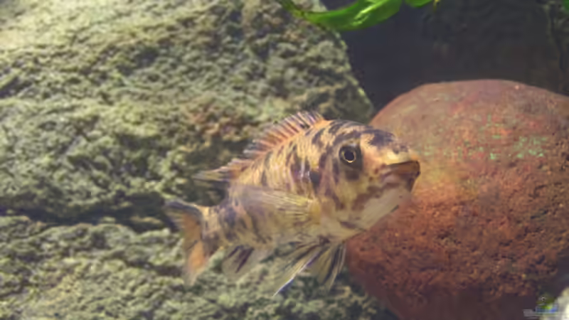 Labeotropheus trewavasae von Werner Wittwer (26)