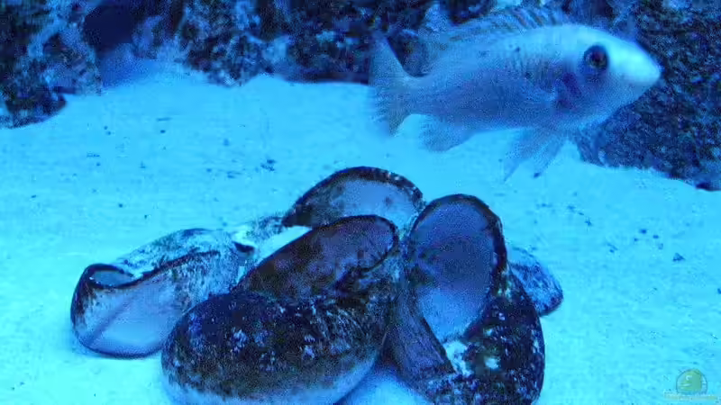 Einrichtungsbeispiele für ein Aquarium mit Labeotropheus trewavasae (Schabemaulbuntbarsch)