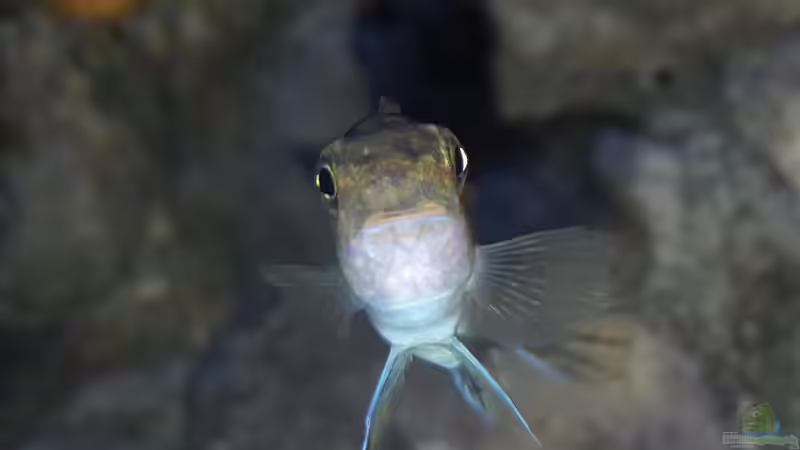 Labeotropheus trewavasae Weibchen  von Mel (51)