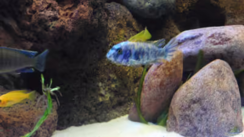 Labeotropheus trewavasae west OB Männchen von MF80 (29)