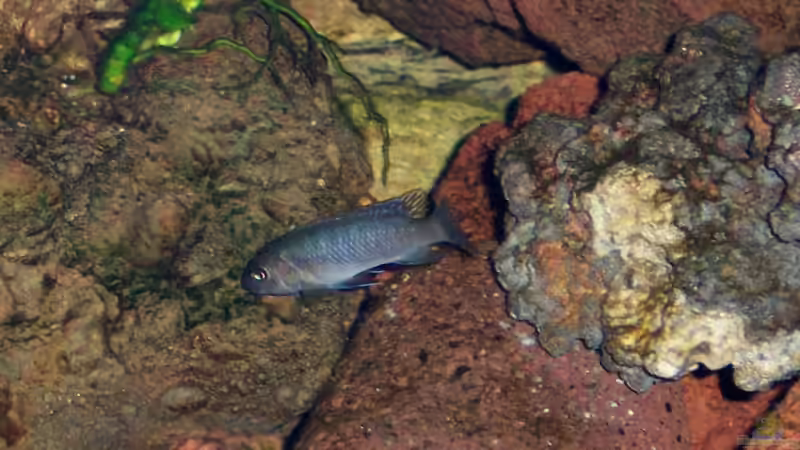 Einrichtungsbeispiele mit Labeotropheus