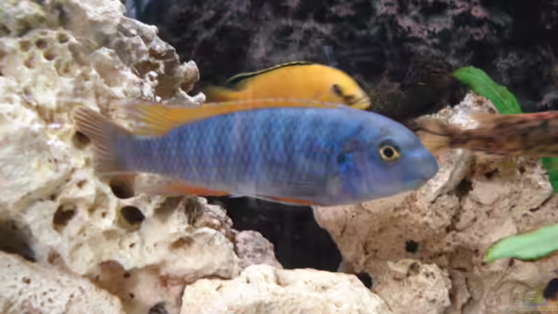 Einrichtungsbeispiele mit Labeotropheus