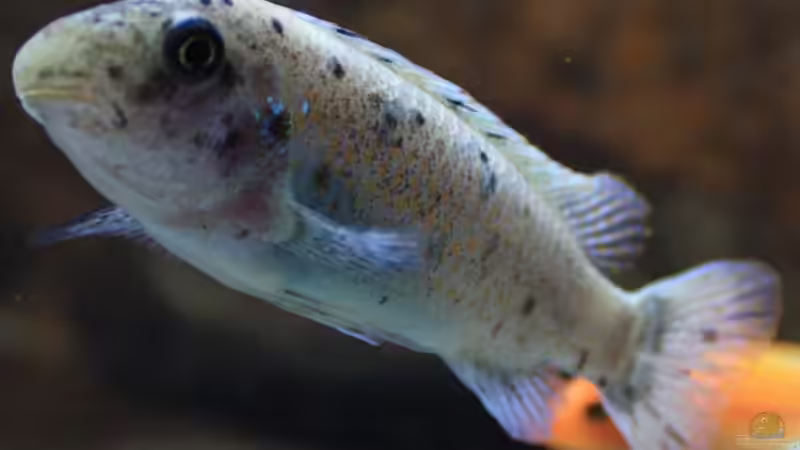 Labeotropheus trewavase ´Chilumba´ OB Weibchen von Zerta (25)