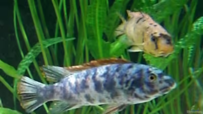 Labeotropheus Trewavase OB Bock von Rainer Klettke (11)