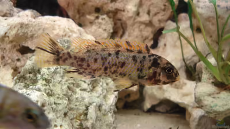 labeotropheus trewavase Weibchen von Lukas Szewczyk (26)