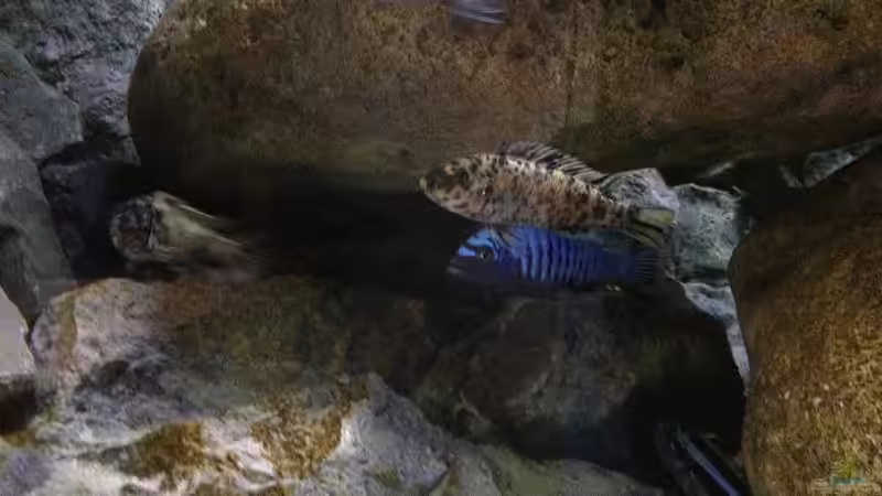 Labeotropheus trewavesae weibchen im vordergrund von Waldteufel (24)
