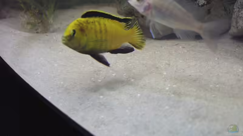 Labidiochromis Careuleus Männchen von Mario Latschein (19)