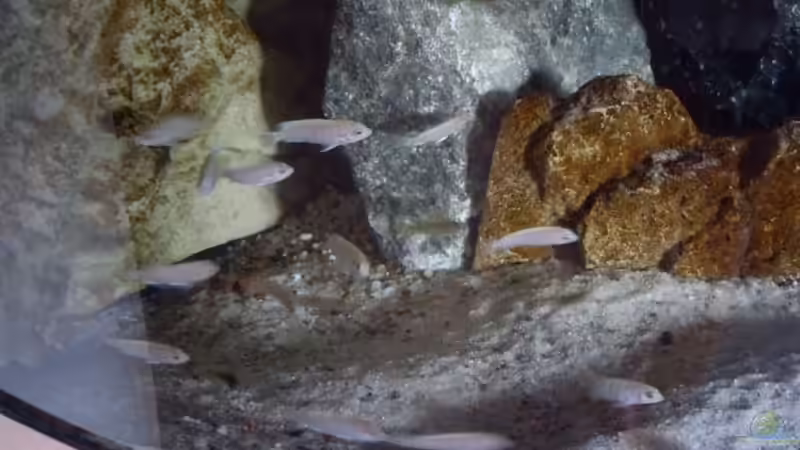 Labido. chisumulae und mbamba bay von Dr. Manhattan (9)