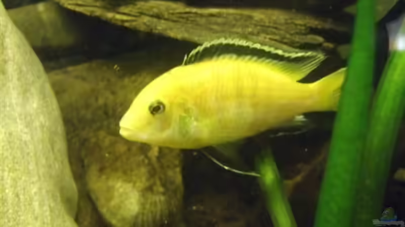 Labidochomis Caeruleus spec. Yellow Männchen von Esslinger (22)