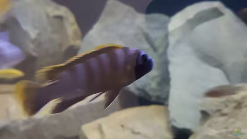 Labidochromis  Mbamba Bay  von Thomas0902 (44)