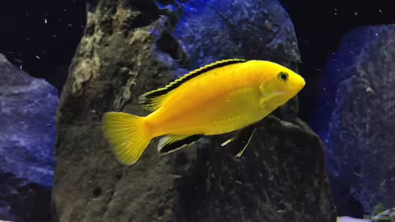 Labidochromis  von Lynex (32)