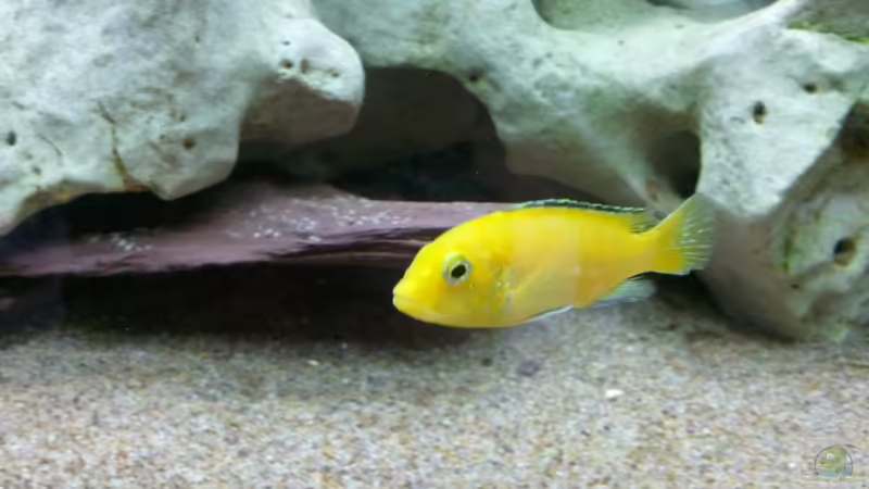 Labidochromis 2 von Roman Cavelty (12)