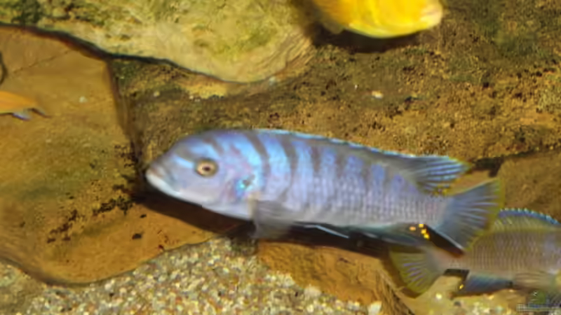 Labidochromis Ca.yellow und Cynotilapia afra Paar von Esslinger (5)