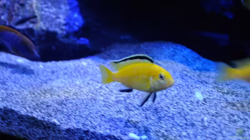 Labidochromis Caeraleus von Chimme (52)