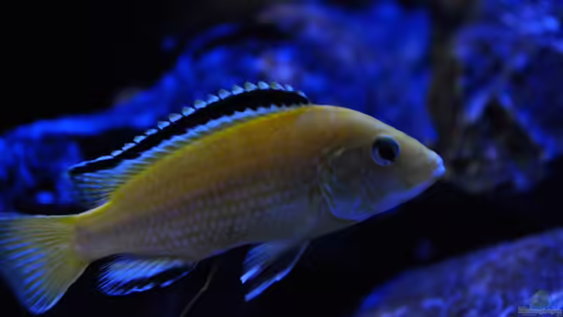 Labidochromis Caeraleus von Chimme (56)