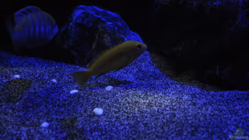 Labidochromis caeraleus von Chimme (61)