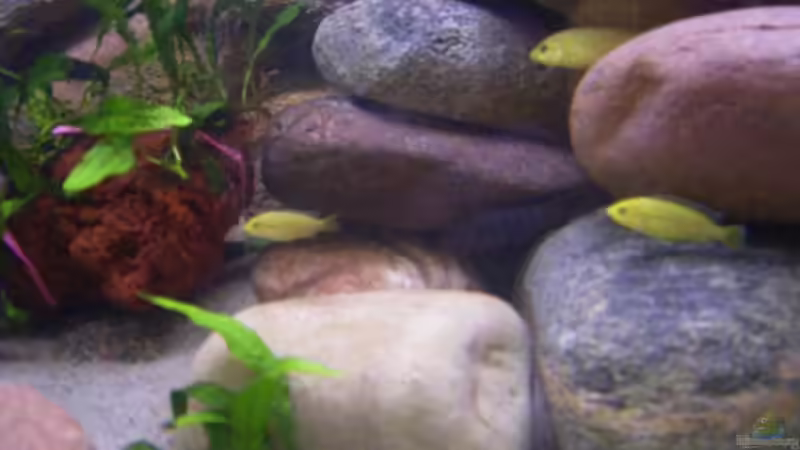 Labidochromis ´caereleus´ Yellows von Torsten Krohn (5) (10)