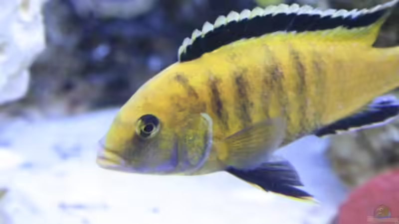 Labidochromis Caerelus Yellow Bock 13.10.08(Dekoration im Hintergrund ,gibts nicht von Florian Bandhauer (32)