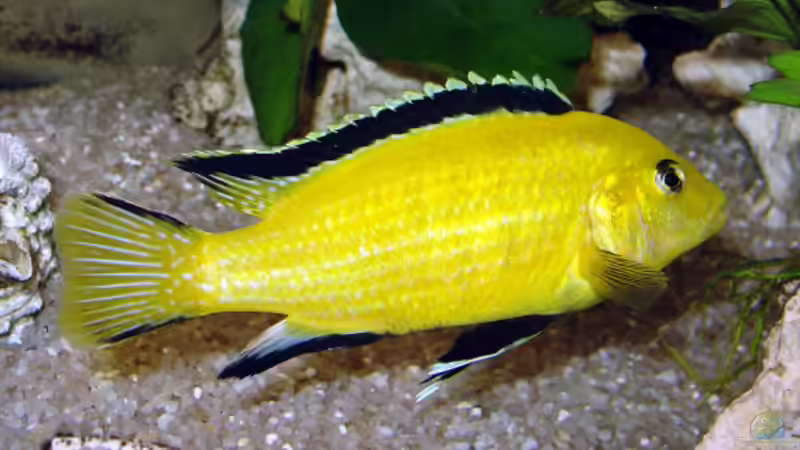 Labidochromis caerlueus Yellow- Bock von Andrea Wendel (14)