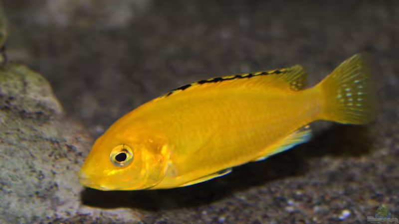 Labidochromis caeruelus kakusa  von Florian Bandhauer (90)