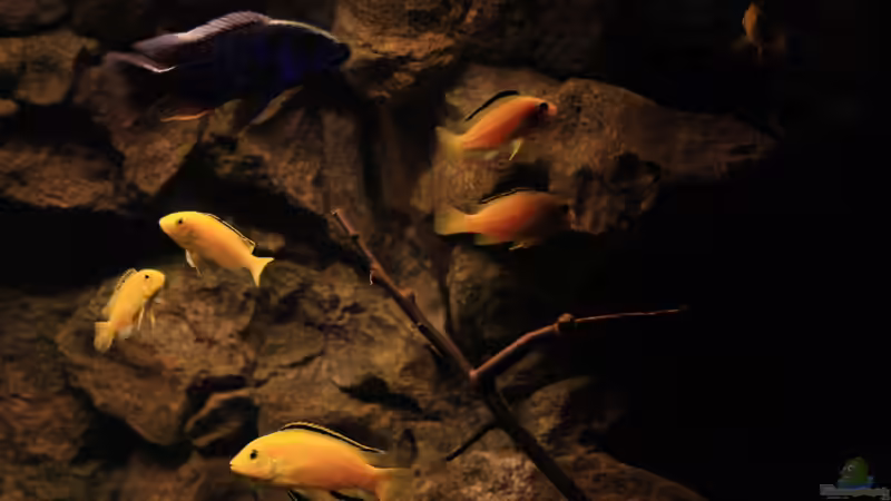 Labidochromis caeruelus Kakusa an den ??sten von Florian Bandhauer (42)