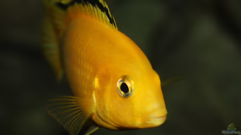 Labidochromis caeruelus kakusa from Lake Malawi  von Florian Bandhauer (89)
