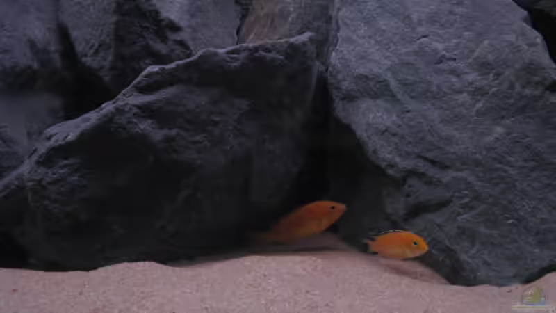 Labidochromis caeruleus - Jungfische von Oliver H. (24)