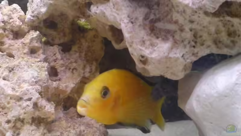 Labidochromis caeruleus - Yellow von Alihsan Boeklers (14)