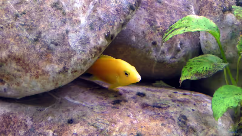 Labidochromis caeruleus, 08.03.09 von Christoph Winter (23)