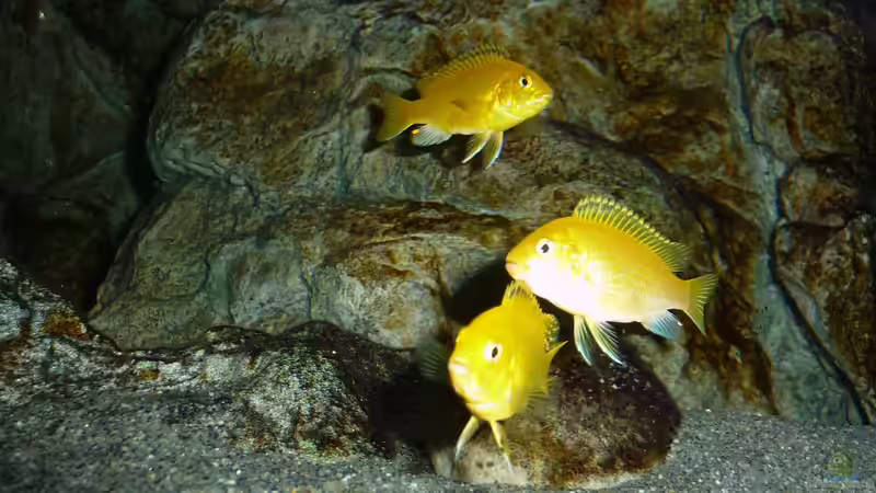 Labidochromis caeruleus  Jungfische, Juni 2018 von DER YBBSTALER (107)