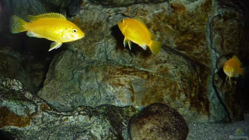 Labidochromis caeruleus  Jungfische, Juni 2018 von DER YBBSTALER (108)
