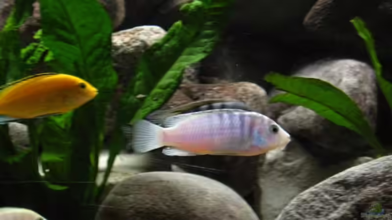 Einrichtungsbeispiele für Labidochromis chisumulae