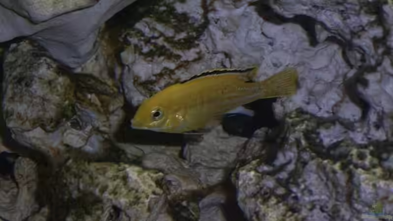 Labidochromis caeruleus ( Männchen ) von Michael Krauss (6)