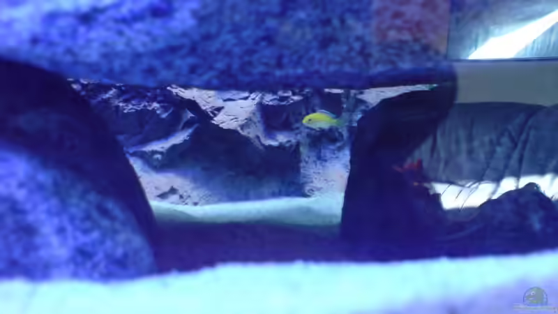 Labidochromis caeruleus  von Dommsel (28)