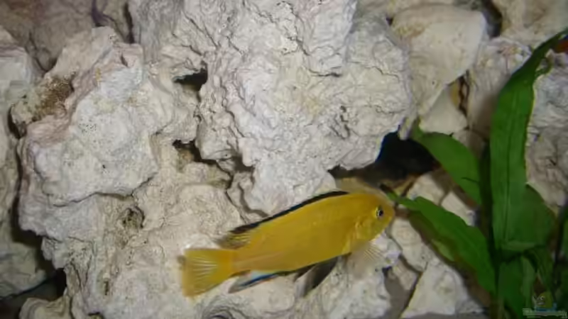 Labidochromis caeruleus  von Martin Hector (18)