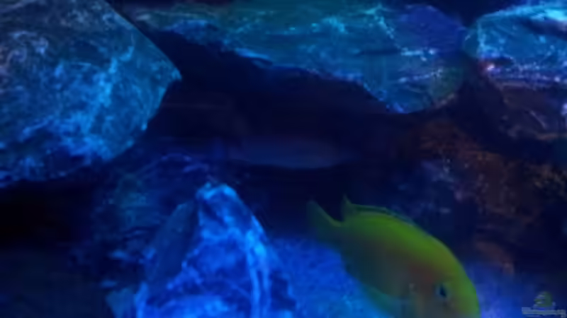 Labidochromis caeruleus  von Wensday (8)