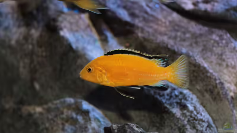 Labidochromis caeruleus am 28.09.2014 von Marco O. (82)