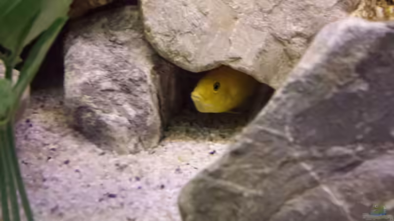 Labidochromis caeruleus bei der Brutpflege von Thomas Riemenschneider (43)