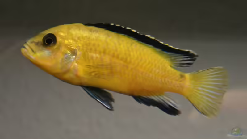 Labidochromis caeruleus (Bock) von lützkopf (17)
