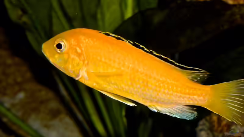 Labidochromis Caeruleus Dame von Cruiser Bruno (99)