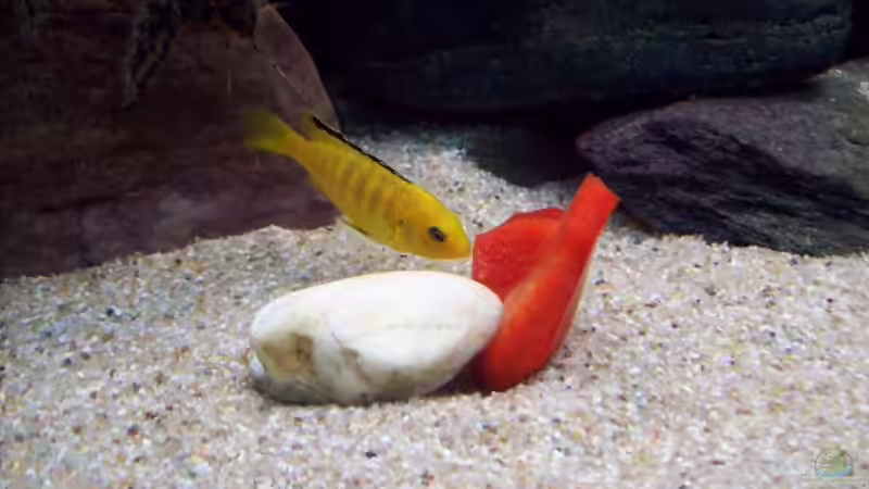 Labidochromis caeruleus ganz neugierig und hungrig von lützkopf (29)